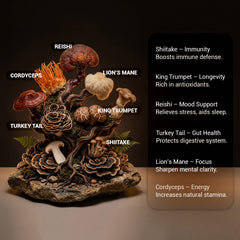 HARMONIFY Mushroom Coffee